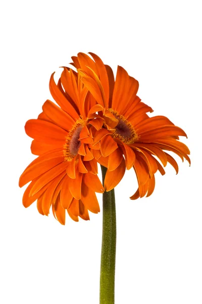 Iki accrete çiçekler, gerbera — Stok fotoğraf