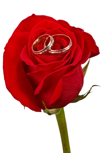 Flower a rose, two wedding rings Stock Image