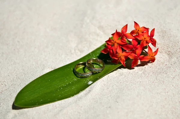 Anneaux de mariage sur la feuille verte — Photo