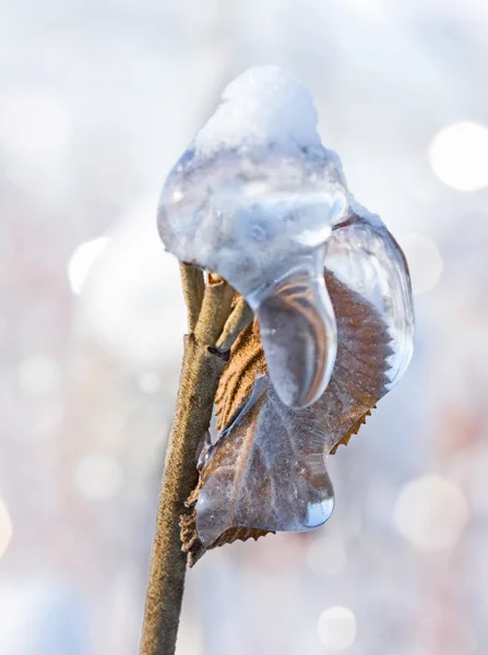 Sneeuw en ijs bedekt vertakking van de beslissingsstructuur in winter park, close-up — Stockfoto
