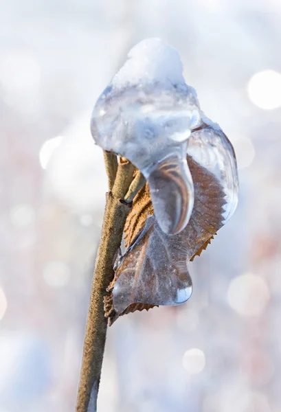 Ramo d'albero coperto di neve e ghiaccio nel parco invernale, primo piano — Foto Stock