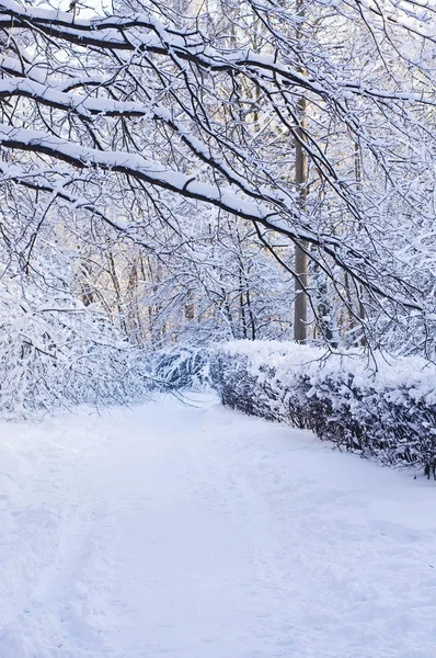 Estrada para a madeira coberta de neve — Fotografia de Stock