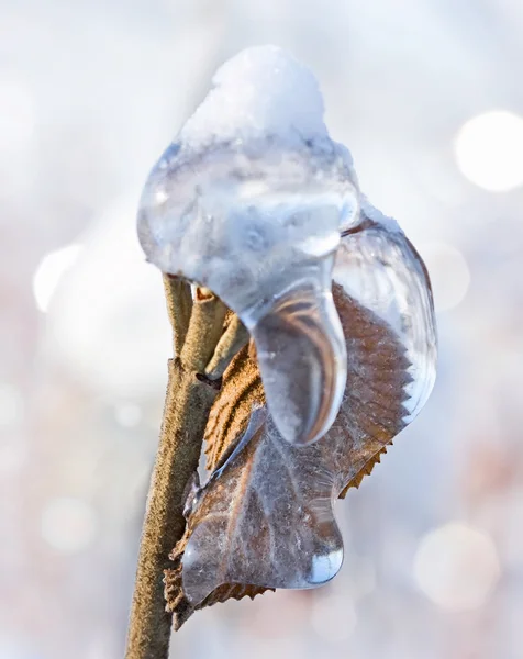 Ramo d'albero coperto di neve e ghiaccio nel parco invernale — Foto Stock