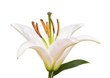 Lily ve beyaz yapraklar