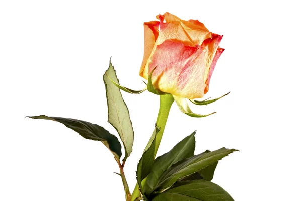 Orangefarbene Blume, helle Rose — Stockfoto