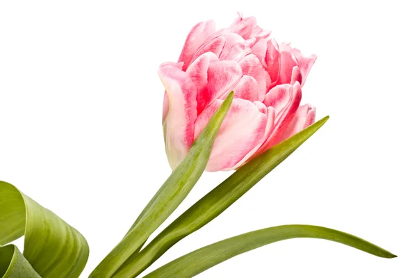 Inschrijving bloem, roze tulp — Stockfoto