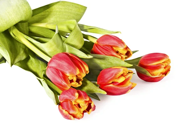 Bouquet of bright tulips on a white — Zdjęcie stockowe