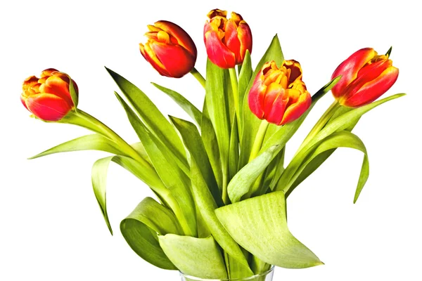 Bukiet tulipanów jasny — Zdjęcie stockowe