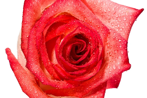 Bud, flower, bright rose,Drops, water — Stock Photo, Image