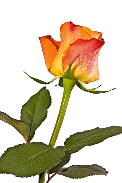 Fiore d'arancio, rosa brillante o — Foto Stock