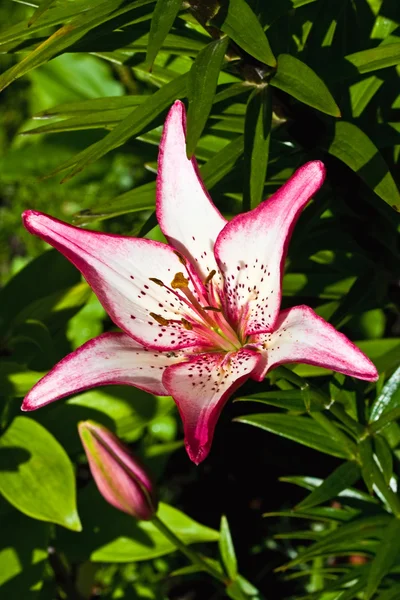 Flower close up — Stock Photo, Image