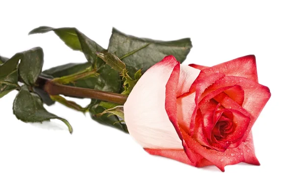 Bocciolo, fiore, rosa brillante — Foto Stock