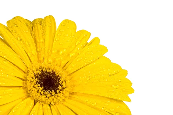 Gerbera un fiore giallo brillante — Foto Stock