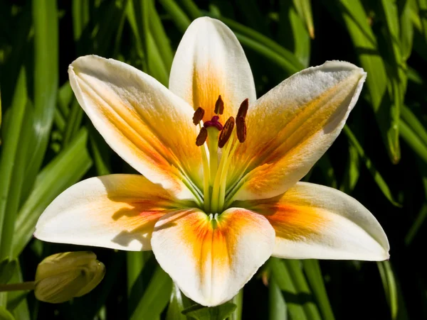 White-yellow lily — Stock Photo, Image