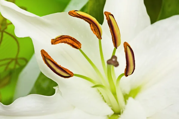Kytice z lilií, květ zblízka — Stock fotografie