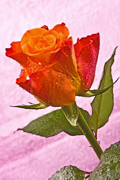 Orange flower, bright rose Stock Photo
