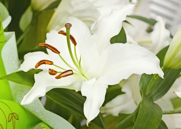 Strauß aus Lilien, eine Blume aus nächster Nähe — Stockfoto