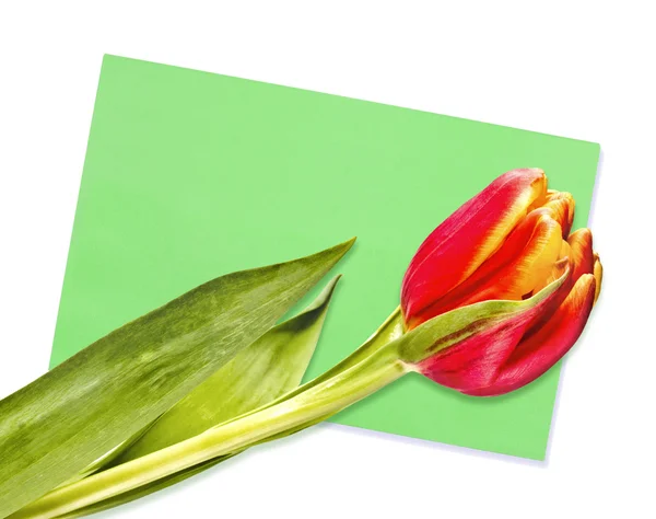 Green card and tulip on the white — Stock Photo, Image