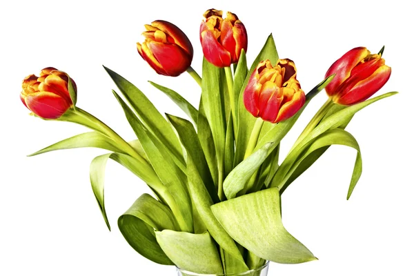 Bouquet of bright tulips on a white — Stock Photo, Image