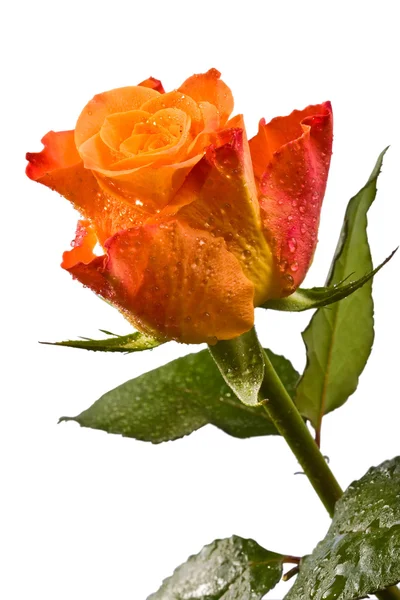 Orangefarbene Blume, helle Rose — Stockfoto