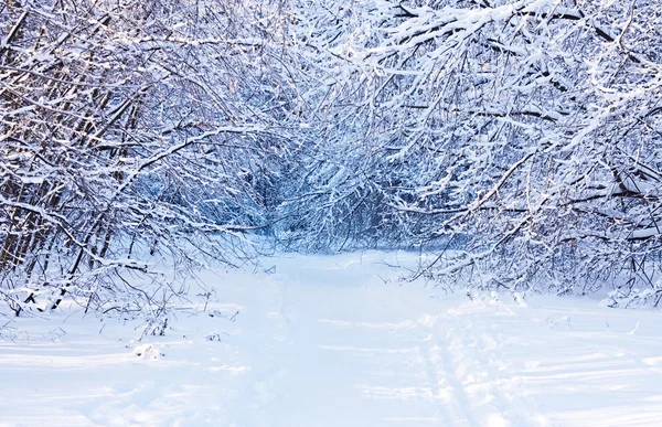 Weg naar sneeuw bedekte hout — Stockfoto