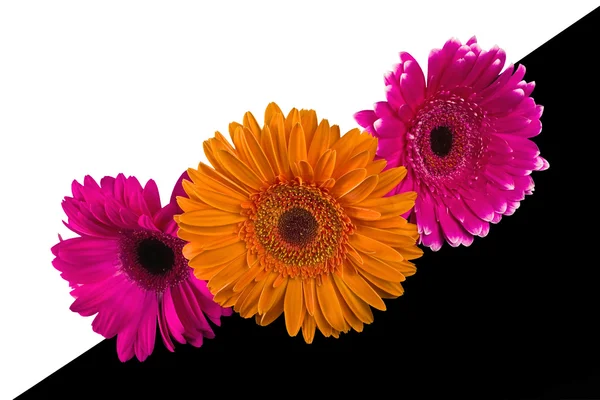 Gerbera Flowers — Stock Photo, Image