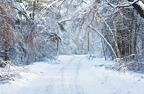 Road to snow-covered wood — Stock Photo, Image