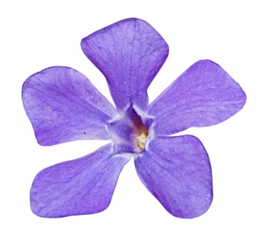 Beyaz Deniz salyangozu