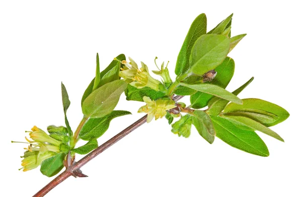 Caprifoglio fiorente sul bianco — Foto Stock