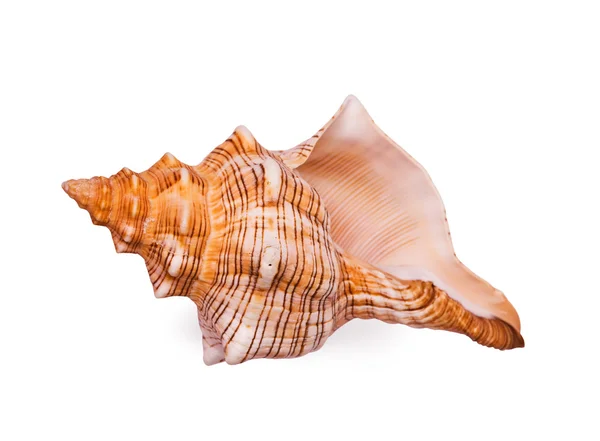 Gran concha marina brillante — Foto de Stock