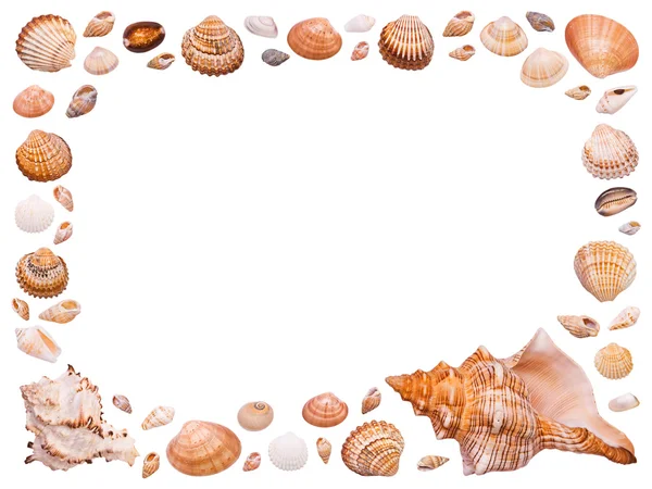 白以上分離ザルガイの殻を持つフレーム — ストック写真