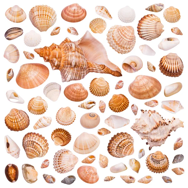 白い背景の上ザルガイの殻のコレクション — ストック写真
