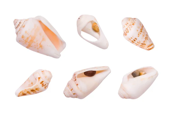 Collection of cockleshell on the white background — Stock Photo, Image