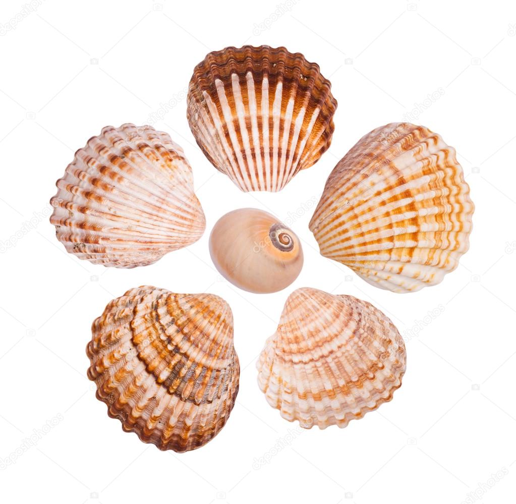 Six common cockle shells arranged in a flower shape