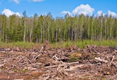 ağaç, ağaç ve gökyüzü karşı felling