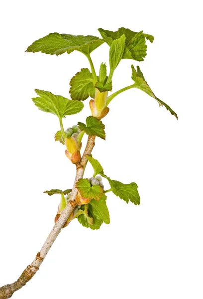 Young springs bush, saplings of a currant — Stock Photo, Image