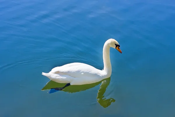 Swan på vatten — Stockfoto