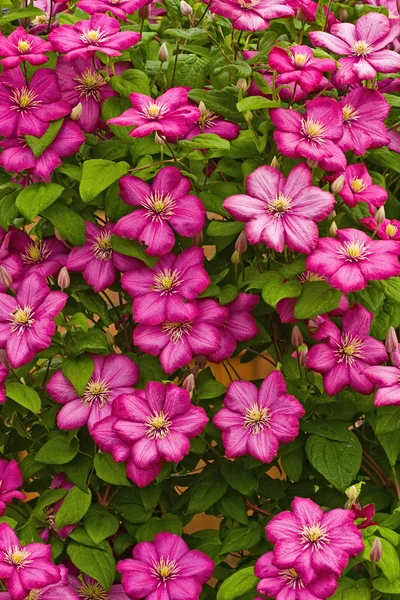 Textur der Clematis-Blüten — Stockfoto