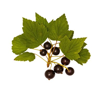 Beyaz üstüne siyah Frenk üzümü