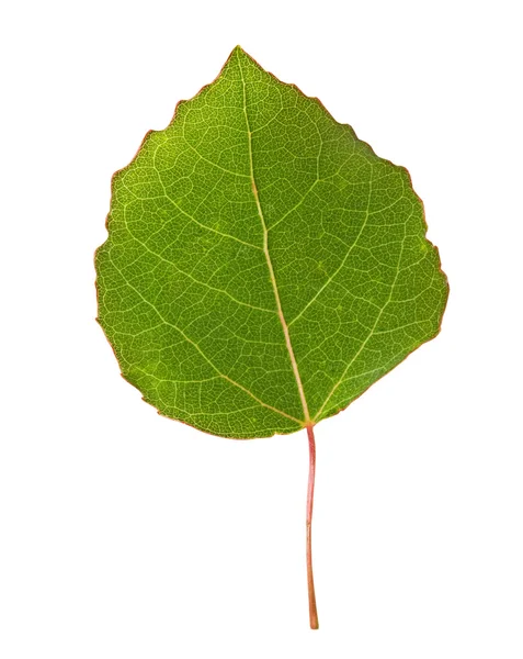 Hoja de abedul sobre el blanco — Foto de Stock