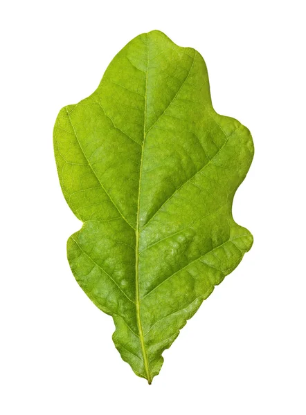 Leaf of oak on the white — Stock Photo, Image