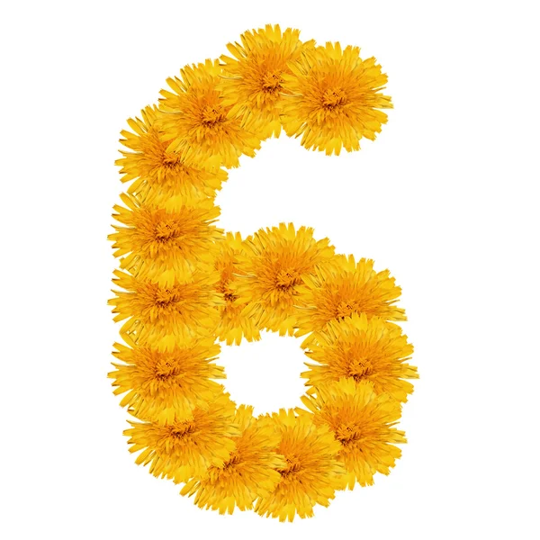 SIX from bright dandelion on the white — Stock Photo, Image