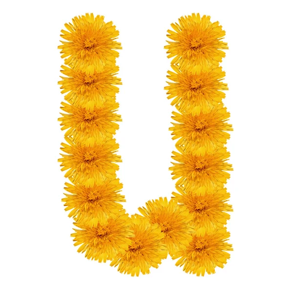 Letter U from bright dandelion on the white — Stock Photo, Image