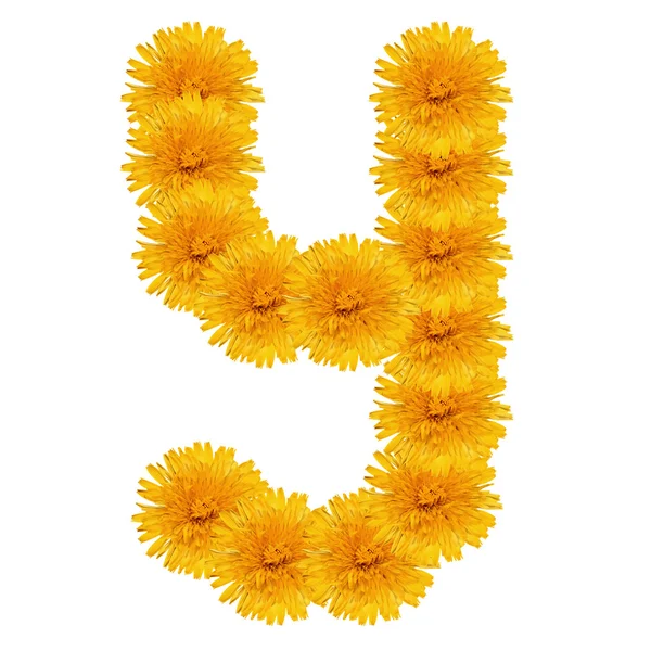 Letter Y from bright dandelion on the white — Stock Photo, Image