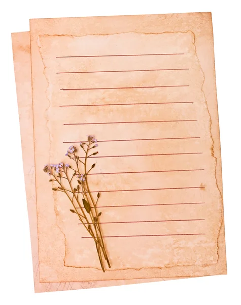Old paper and the dried flowers — Stock Photo, Image