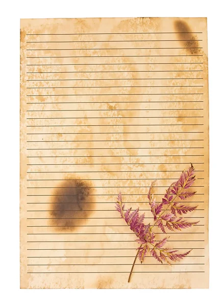 Old ruled paper and leaf — Stock Photo, Image