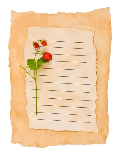 Fraise sauvage sur un vieux papier — Photo