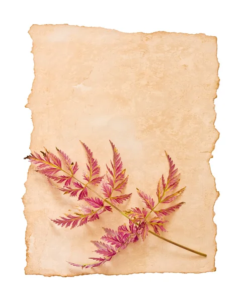 Old papers and leaf — Stock Photo, Image