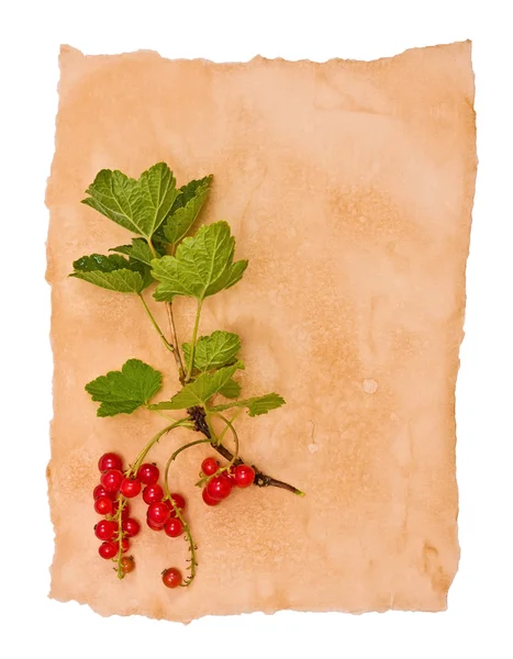 Red currant on an old paper — Stock Photo, Image