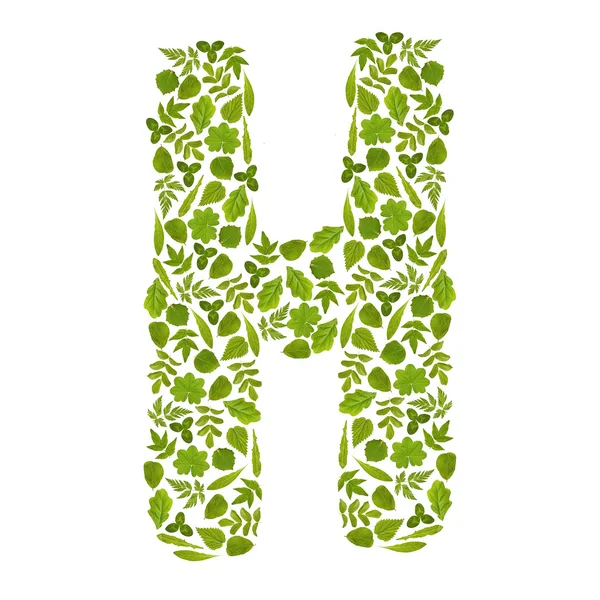 Scrisoarea H din frunze verzi — Fotografie, imagine de stoc